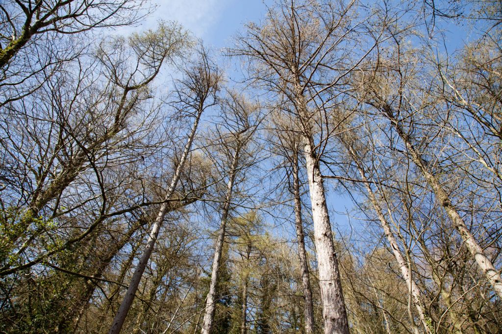 Winter larches